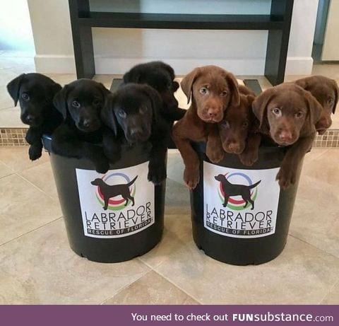free puppies for everyone! <3