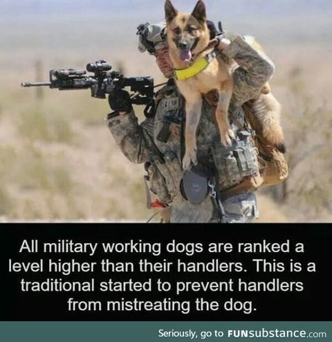 Dogs rank higher than you