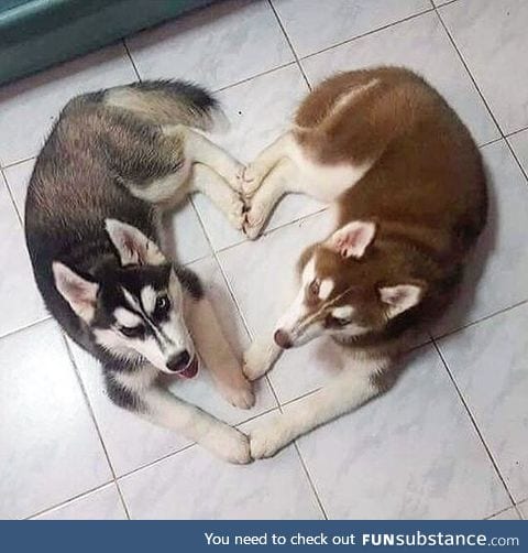 Any love for Huskies?