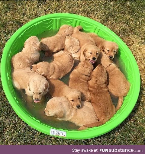 fluffy bowl of puppys