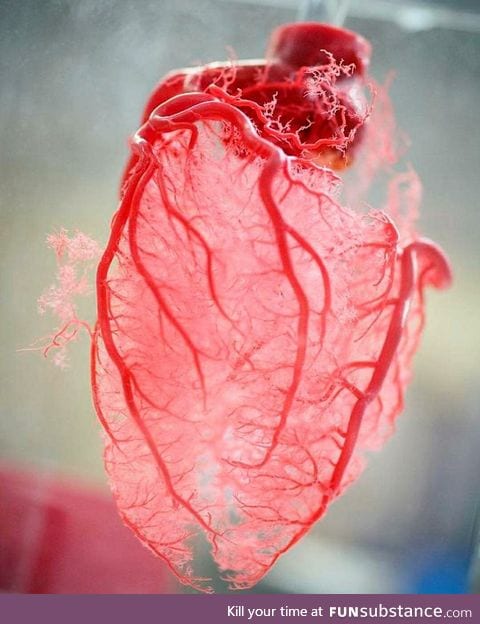 Resin cast of human heart blood vessels