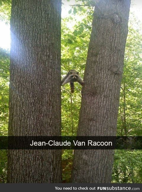 Jeane claude van racoon