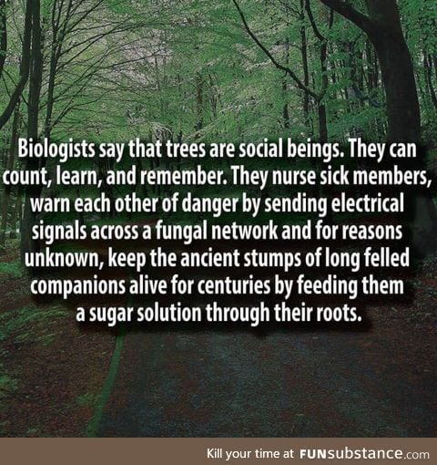 Trees are social beings