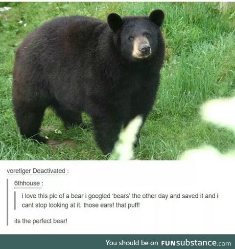Fluffy cutie patootie