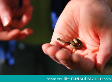 Tiny baby snake