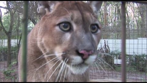 Mountain Lions sound like Owen Wilson