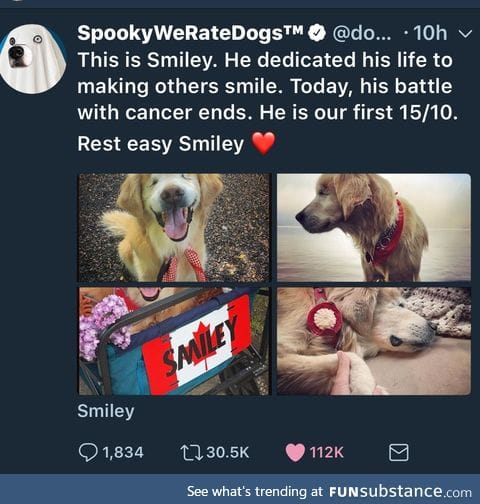 A nice tribute to Smiley the blind golden