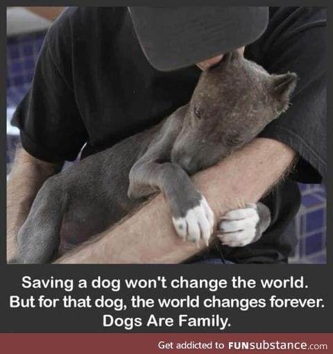 Saving a dog