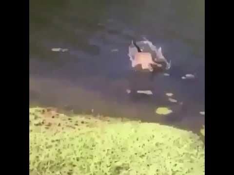 Cat jumps into lake after guy sneezes