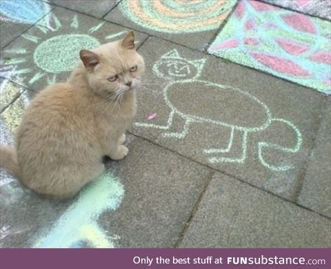 A disappointed cat