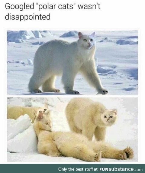 Rare creatures
