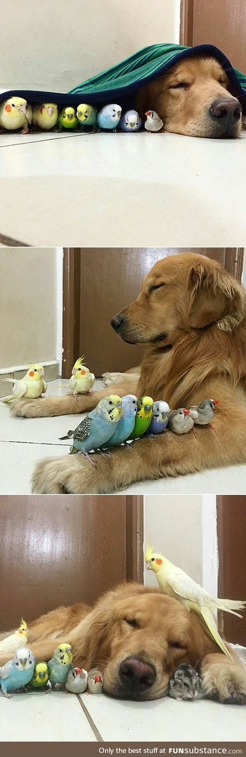 Eight birds and a hamster as besties. Reminds me of the Capybara.