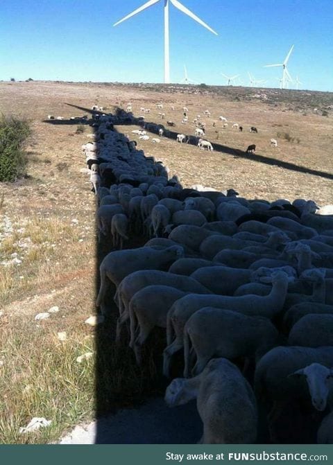 Even sheep want shade