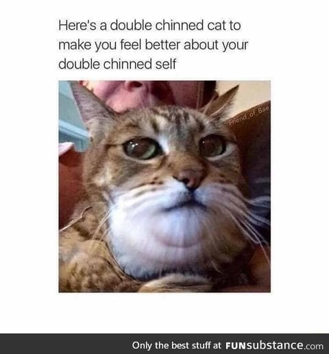 This cat has double chin