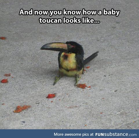 Just a tiny baby toucan