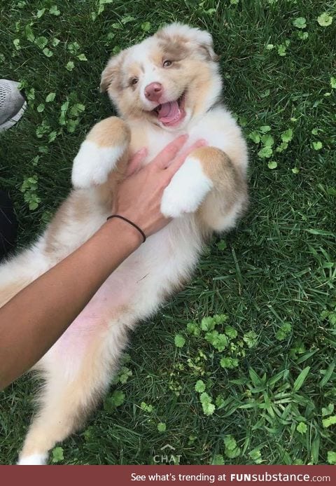 H A P P Y B O Y E does a heckin smilo while geting scritches