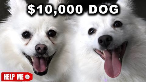 $10,000 dog vs. $1 dog