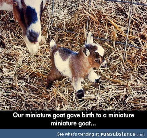 Tiniest goat in the world