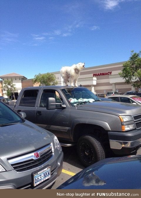 CAR BOYE DOES AN AWOO