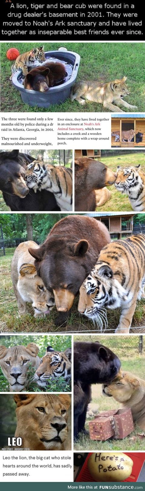 Leo, Baloo and Shere Khan