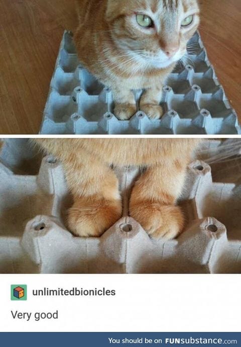 Her paws fit perfectly in the egg carton