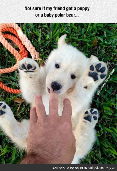 Not sure if puppy or polar bear