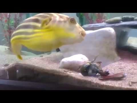 Shrimp regrets pinching puffer fish