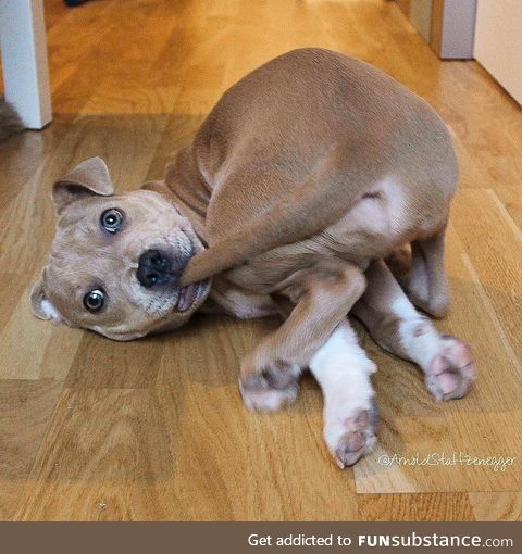 This puppy finally caught his tail!