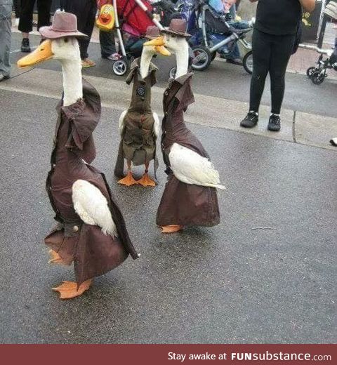 Classy ducks