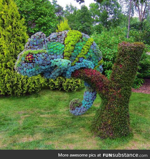 Succulents grown into the shape of a Chameleon, Montreal Botanical Garden