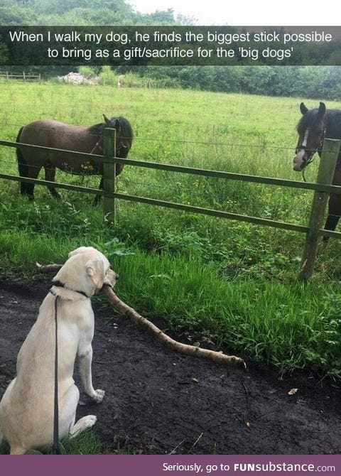 Meeting the big dogs