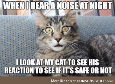 Always, the cat of the house knows stuff