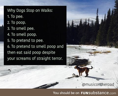 Why Dogs Stop on Walks