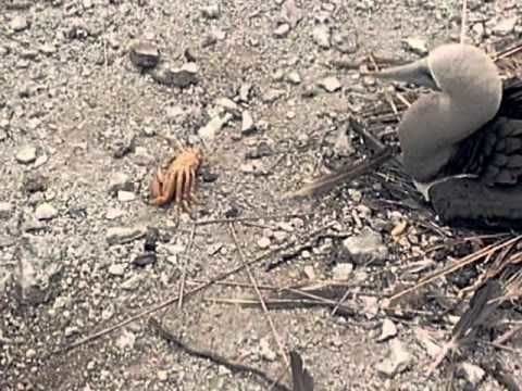 Crab amputates own claw