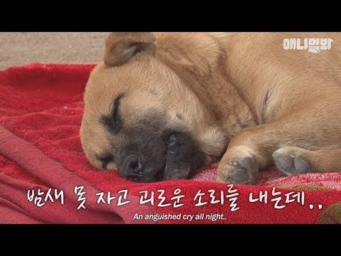 Homeless dog shrieks itself to sleep every night from PTSD