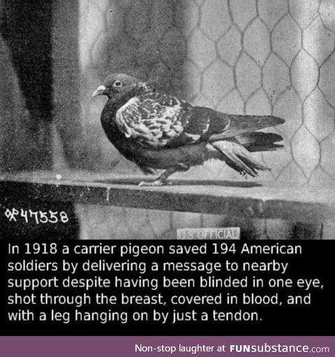 This is a real hero