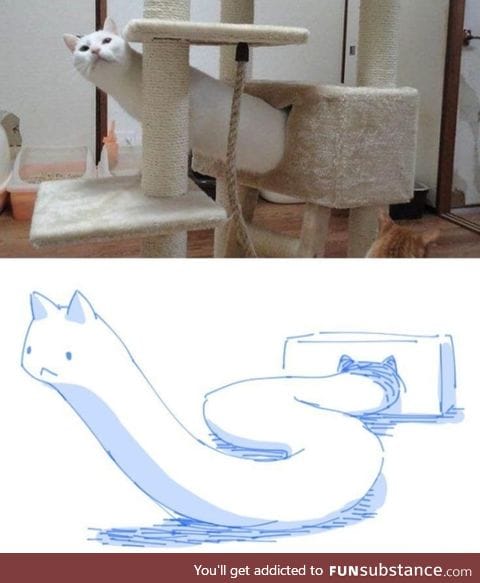 Cat snake