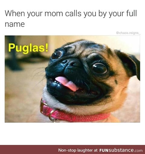 The internet is dead, this may be the last dog meme we ever see