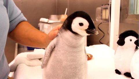 This is how you feed a one month old emperor penguin