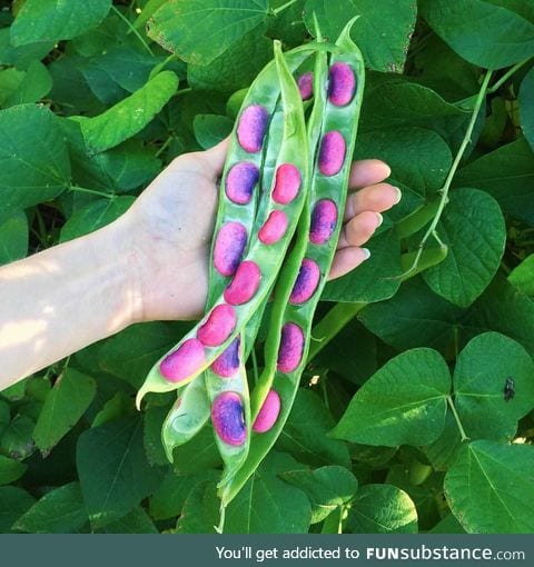 Scarlet runner beans