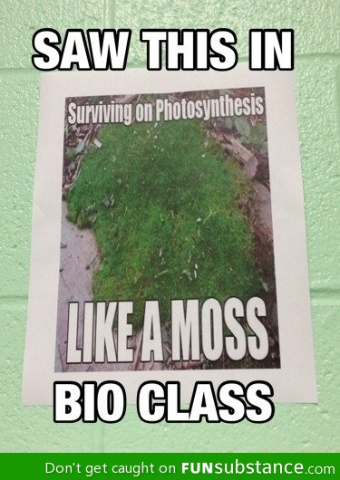 Like a moss