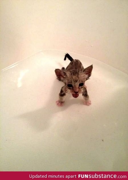 Kitten after bath