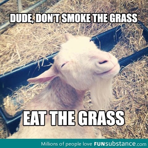Wise goat
