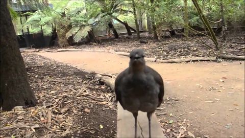 Bird sounds just like a laser