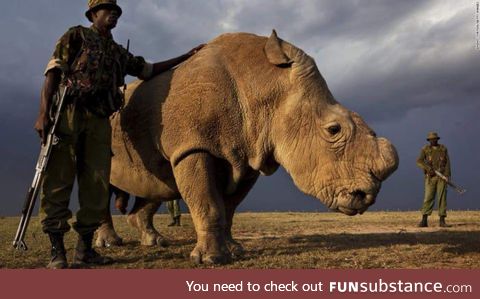 A picture of loneliness. You are looking at the last male Northern White Rhino on earth