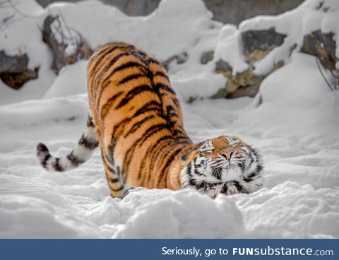 Just cute russian tiger