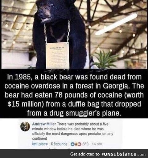 Bear