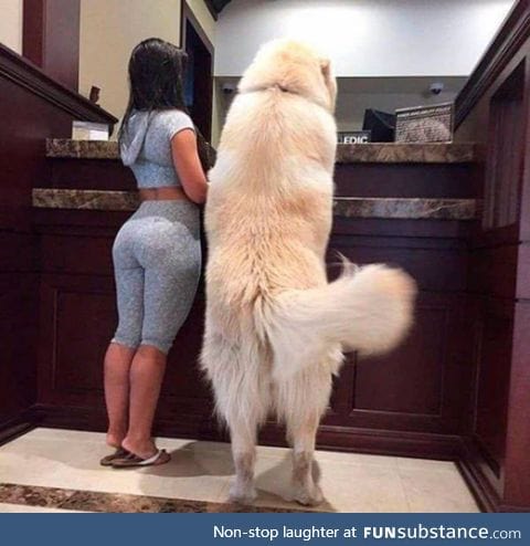 Big doggo