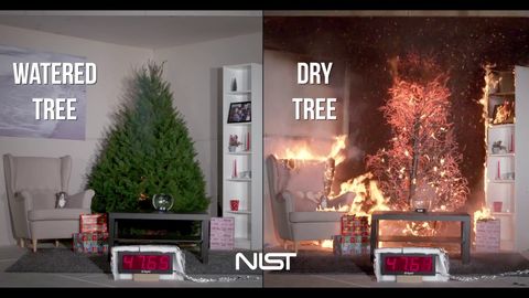 If you have a Christmas Tree, please water it every day (dry vs watered tree)