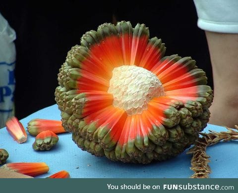 Hala Fruit looks like a explosion